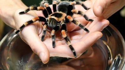 Filipinas: incautaron 119 tarántulas vivas escondidas en un cargamento de calzado deportivo