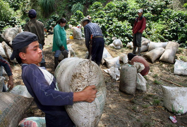 La producción de café de Colombia cae un 15 % en octubre - MarketData