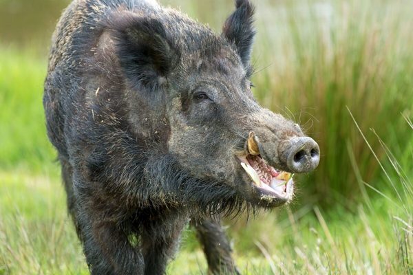 Alemania detectó casos de peste porcina africana en otras regiones