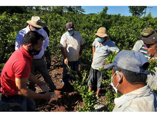 Productores primarios de yerba son  beneficiados en Itapúa