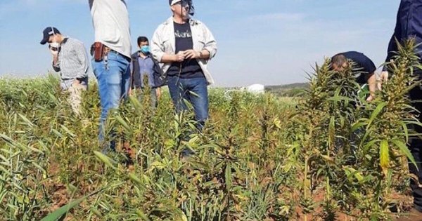 La Nación / Ratifican cultivo y uso medicinal de cannabis