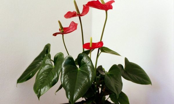 Deco interior con plantas fáciles de cuidar