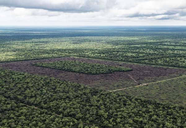 Experto pide diversificar producción en el Chaco para mayor desarrollo