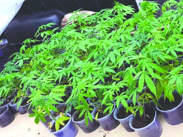 Autocultivo de cannabis está a un paso de ser legal