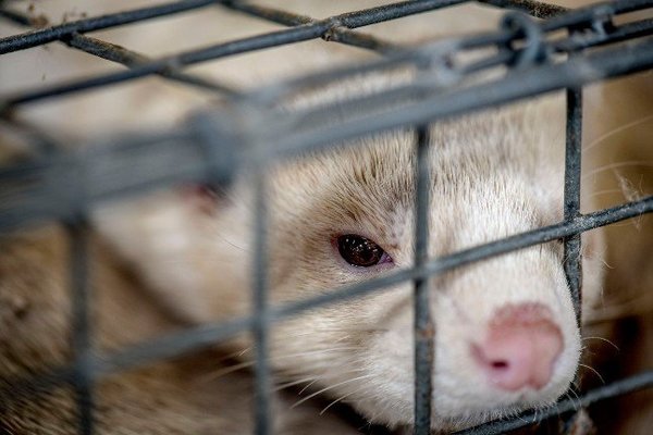 Dinamarca sacrificará a millones de animales por mutación de coronavirus | Noticias Paraguay