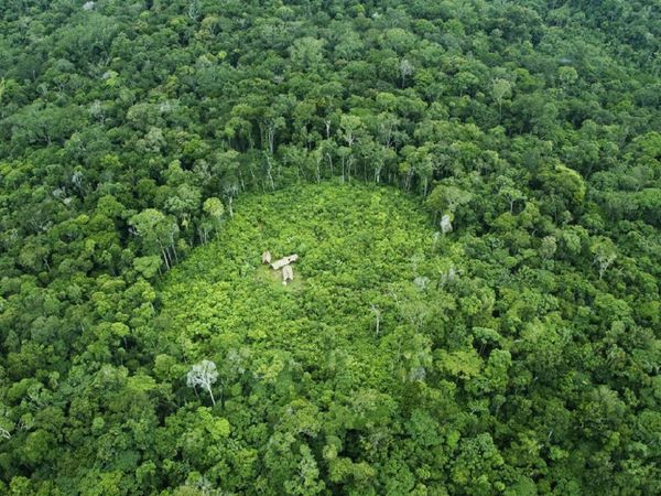 Identifican más de 3.000 especies amenazadas de extinción en Brasil