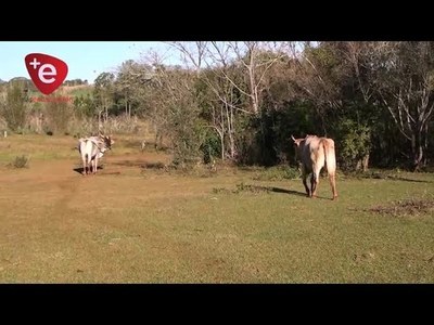 26 ANIMALES VACUNOS FUERON HURTADOS DE UN ESTABLECIMIENTO EN SAN PEDRO DEL PNÁ
