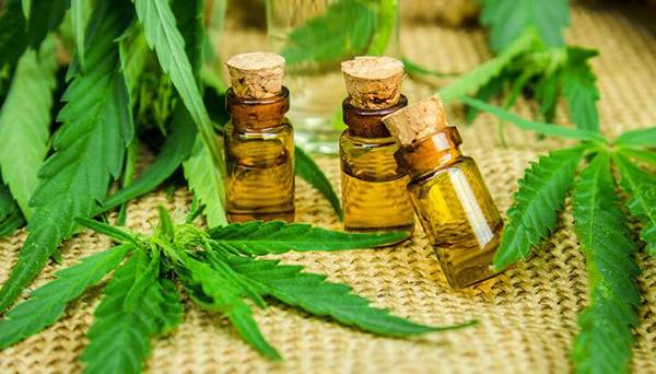 SENADO SE RATIFICA EN EL USO MEDICINAL DE LA MARIHUANA