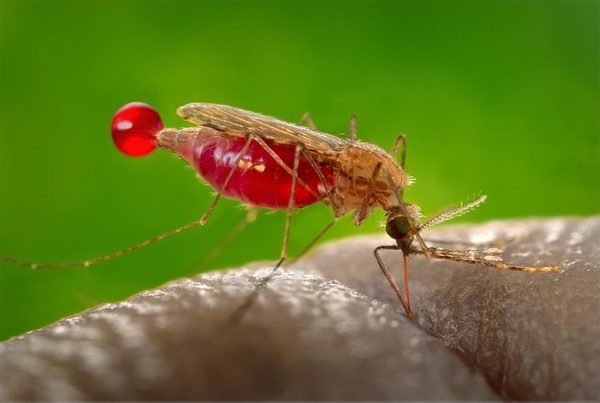 Salud recuerda que Paraguay esta libre de malaria desde el 2018 » Ñanduti