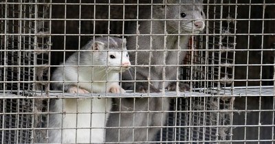 La Nación / Dinamarca defiende medidas drásticas tras descubrir mutación del coronavirus