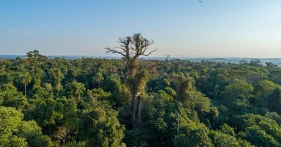 La Nación / Colosos, con riesgo de desaparecer si no amplían vigencia de Ley de Deforestación Cero