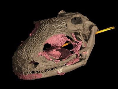 El camaleón fue destronado como el primer vertebrado con lengua proyectable