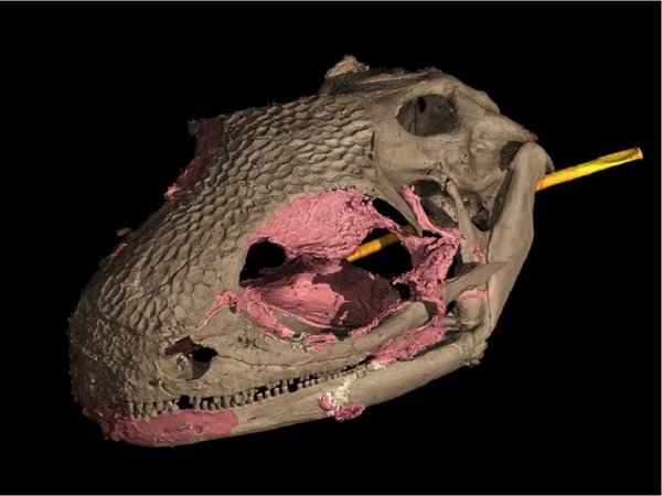 El camaleón fue destronado como el primer vertebrado con lengua proyectable