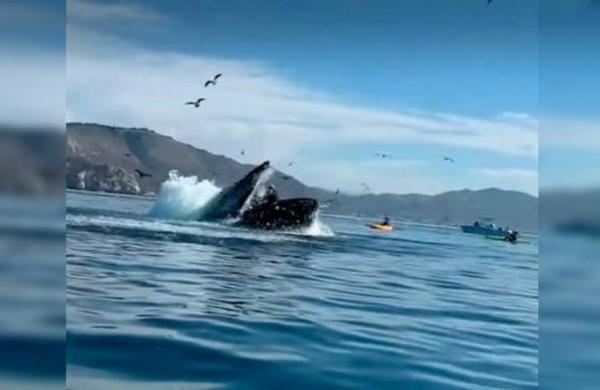 Una ballena jorobada atacó a dos deportistas en kayak y casi se las traga - C9N
