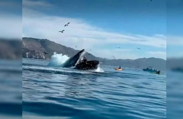 Una ballena jorobada atacó a dos deportistas en kayak y casi se las traga - SNT