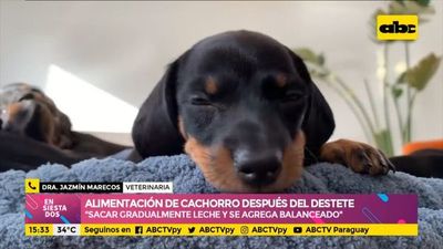 Alimentación del cachorro después del destete - Ensiestados - ABC Color