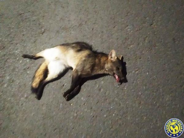 Un zorro muere atropellado en Ñu Guasu •