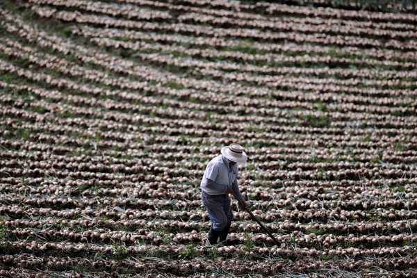 Nicaragua y Costa Rica firman un acuerdo laboral para más de 20.000 trabajadores - MarketData