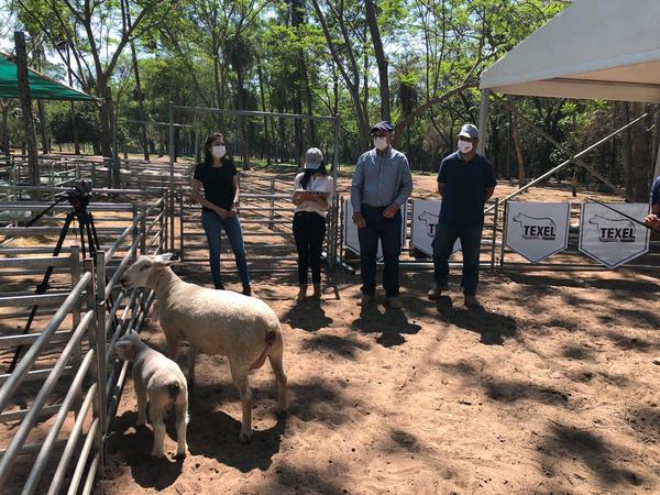 Texel demostró en pista una “calidad genética impresionante”, que hoy sale a la venta