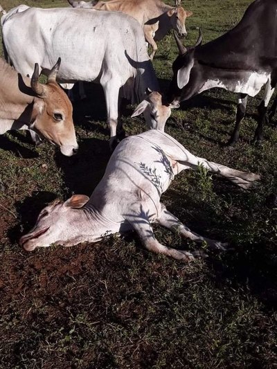 Crónica / ¡CAZA CHUPACABRAS! Con cámaras “cuida” de su ganado