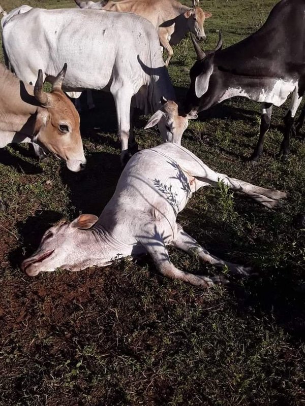 Crónica / ¡CAZA CHUPACABRAS! Con cámaras “cuida” de su ganado