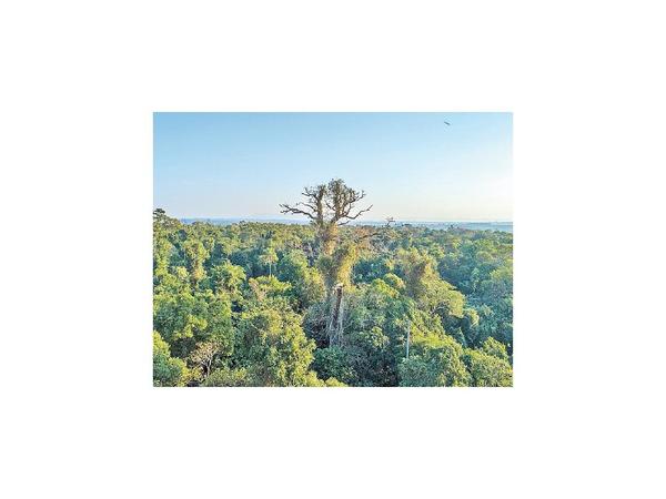 Exigen ampliar la vigencia de la Ley de Deforestación Cero