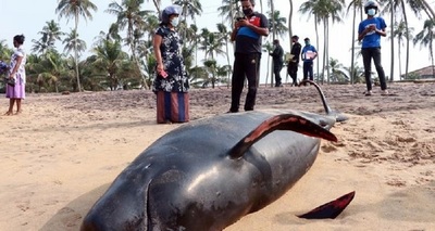 Sri Lanka salvó a 120 ballenas varadas