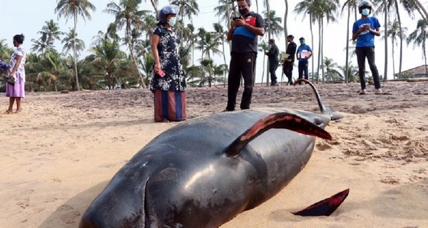 Sri Lanka salvó a 120 ballenas varadas