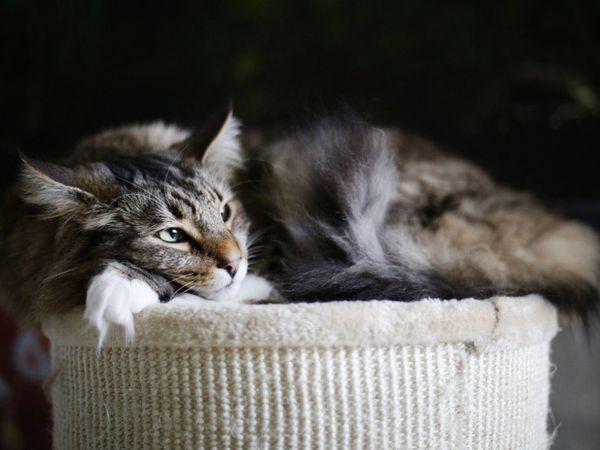 Cómo reconocer la osteoartrosis en los gatos