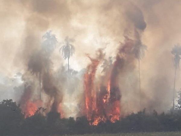 Alto Paraná: Incendio forestal consume unas 30 hectáreas de reserva