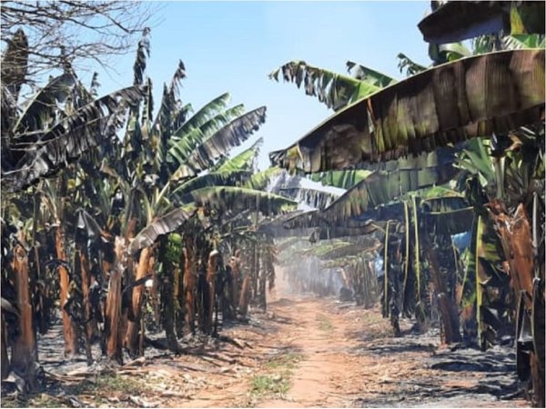 Incendio de bananal deja millonarias pérdidas en Tembiaporã