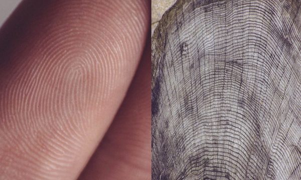 Más allá de la naturaleza del cuerpo humano y la biodiversidad
