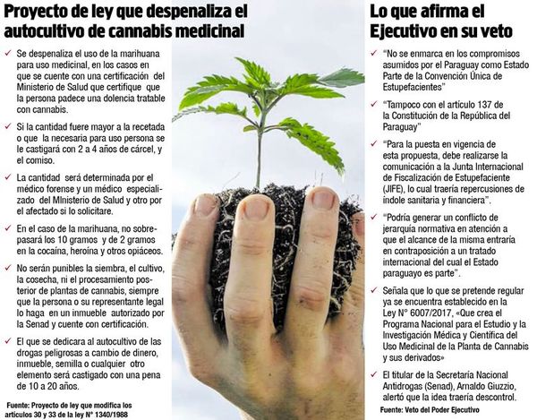 Diputados definirán veto a la ley de autocultivo de cannabis medicinal - Nacionales - ABC Color