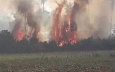 Alto Paraná: Incendio forestal consume unas 30 hectáreas de reserva - Noticiero Paraguay