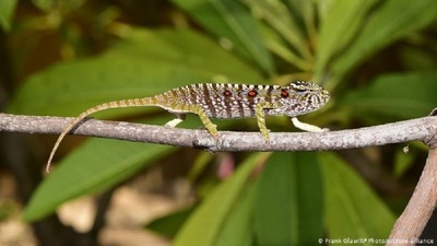 Hallan una especie de camaleón desaparecida hace 100 años