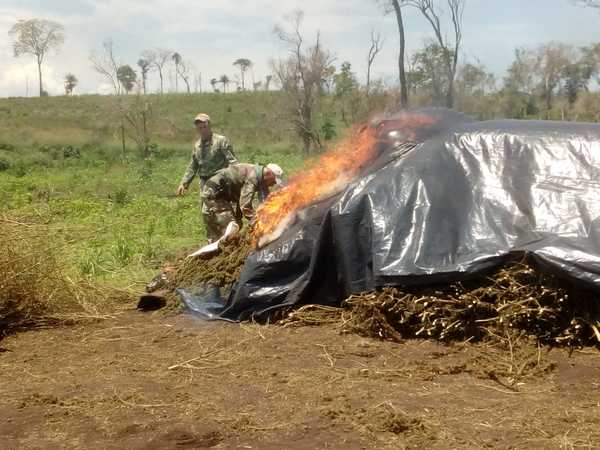 En quinto día de operación, la Senad eliminó 352 toneladas de marihuana en Amambay | .::Agencia IP::.