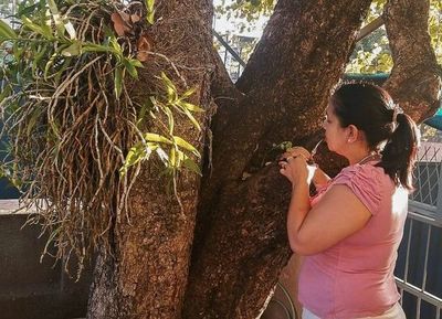 Dengue: ante casos en ascenso, eliminar criaderos es clave - Nacionales - ABC Color