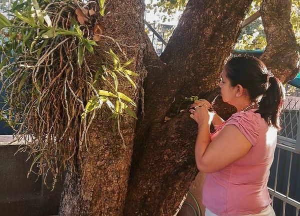 Dengue: ante casos en ascenso, eliminar criaderos es clave - Nacionales - ABC Color