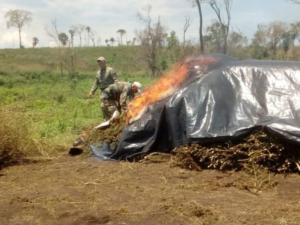 En quinto día de operación, la Senad eliminó 352 toneladas de marihuana en Amambay
