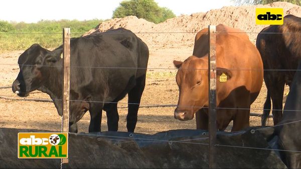 ABC Rural: Plan de recuperación de animales con el Pasto Guasu - ABC Rural - ABC Color