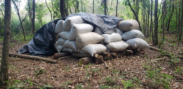 Anulan más de 350 toneladas de marihiuana en 5 diás de operativos