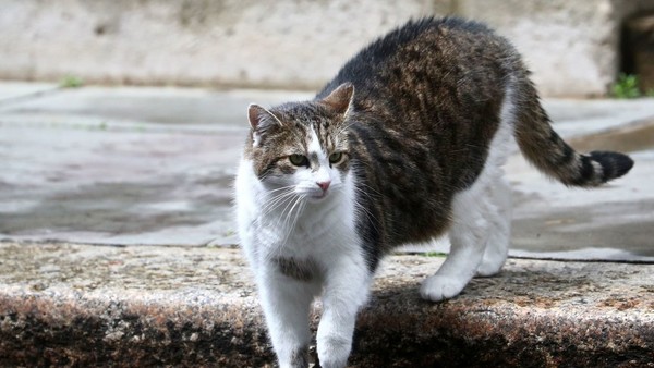 Un gatito que se extravió mientras daba un paseo aparece días después a más de 4.000 kilómetros de su casa » Ñanduti