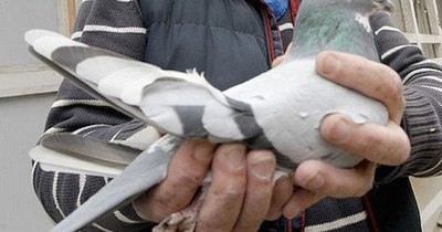 La Nación / Mensaje militar alemán perdido por una paloma mensajera hace 110 años reaparece en Francia
