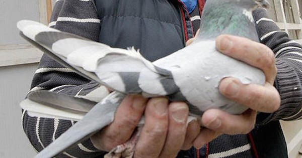 La Nación / Mensaje militar alemán perdido por una paloma mensajera hace 110 años reaparece en Francia