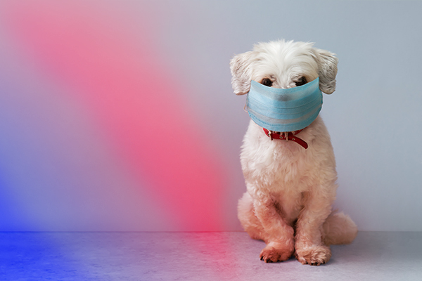 Los perros pueden generar inmunidad contra el coronavirus. | OnLivePy