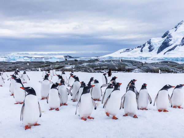 El iceberg más grande del mundo amenaza a un refugio de pingüinos