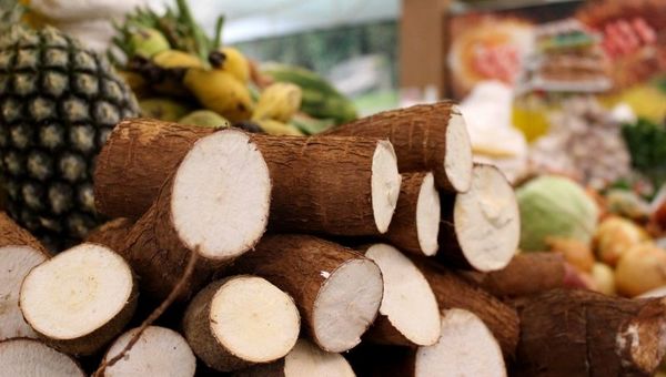 Día de la Mandioca: se consumen 1.000 toneladas por día y el rubro beneficia a 800.000 paraguayos en toda su cadena