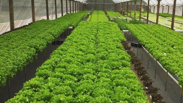 Hidroponía: el negocio de las verduras frescas que crece y se afianza cada día más en el mercado