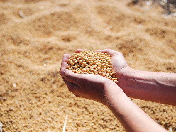 Se dejó de recaudar USD 75 millones por venta ilegal de semillas de soja