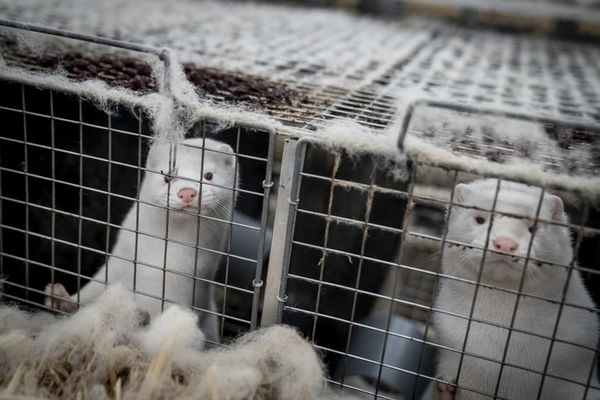 Prudencia y vigilancia en la comunidad científica ante virus “mutante” en visones - Ciencia - ABC Color